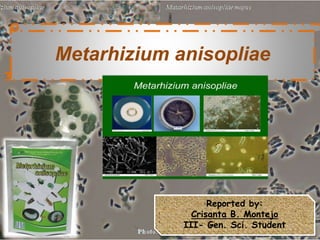 Metarhizium anisopliae
Reported by:
Crisanta B. Montejo
III- Gen. Sci. Student
 
