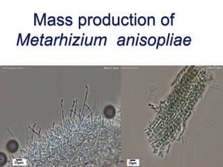 Metarhizium anisopliae | PPT