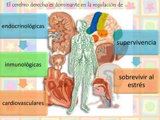 El cerebro derecho es dominante en la regulación de
endocrinológicas
inmunológicas
cardiovasculares
supervivencia
sobrevivir al
estrés
 