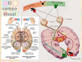 Cada ojo
envía la
información
a ambos
hemisferios
 