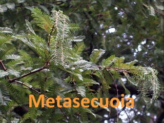Metasecuoia
 