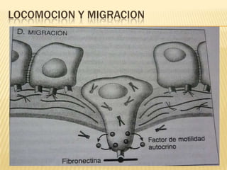 LOCOMOCION Y MIGRACION
 