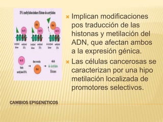  Implican modificaciones
                         pos traducción de las
                         histonas y metilación del
                         ADN, que afectan ambos
                         a la expresión génica.
                        Las células cancerosas se
                         caracterizan por una hipo
                         metilación localizada de
                         promotores selectivos.
CAMBIOS EPIGENETICOS
 