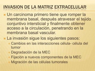 INVASION DE LA MATRIZ EXTRACELULAR
 Un carcinoma primero tiene que romper la
  membrana basal, después atravesar el tejido
  conjuntivo intersticial y finalmente obtener
  acceso a la circulación, penetrando en la
  membrana basal vascular.
 La invasión sigue los siguientes pasos:
     Cambios   en las interacciones célula- célula del
      tumor
     Degradación de la MEC
     Fijación a nuevos componentes de la MEC
     Migración de las células tumorales
 