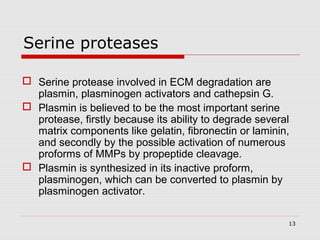 Serine proteases
 Serine protease involved in ECM degradation are
plasmin, plasminogen activators and cathepsin G.
 Plasmin is believed to be the most important serine
protease, firstly because its ability to degrade several
matrix components like gelatin, fibronectin or laminin,
and secondly by the possible activation of numerous
proforms of MMPs by propeptide cleavage.
 Plasmin is synthesized in its inactive proform,
plasminogen, which can be converted to plasmin by
plasminogen activator.
13

 