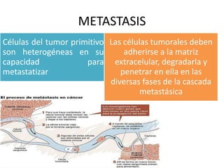METASTASIS
Células del tumor primitivo
son heterogéneas en su
capacidad para
metastatizar
Las células tumorales deben
adherirse a la matriz
extracelular, degradarla y
penetrar en ella en las
diversas fases de la cascada
metastásica
 