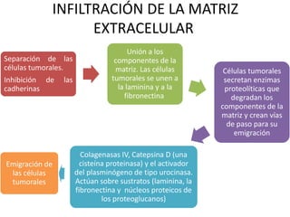 INFILTRACIÓN DE LA MATRIZ
EXTRACELULAR
Separación de las
células tumorales.
Inhibición de las
cadherinas
Unión a los
componentes de la
matriz. Las células
tumorales se unen a
la laminina y a la
fibronectina
Células tumorales
secretan enzimas
proteolíticas que
degradan los
componentes de la
matriz y crean vías
de paso para su
emigración
Colagenasas IV, Catepsina D (una
cisteína proteinasa) y el activador
del plasminógeno de tipo urocinasa.
Actúan sobre sustratos (laminina, la
fibronectina y núcleos proteicos de
los proteoglucanos)
Emigración de
las células
tumorales
 