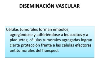 DISEMINACIÓN VASCULAR
Células tumorales forman émbolos,
agregándose y adhiriéndose a leucocitos y a
plaquetas; células tumorales agregadas logran
cierta protección frente a las células efectoras
antitumorales del huésped.
 