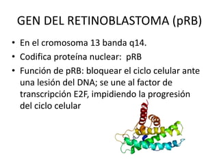 GEN DEL RETINOBLASTOMA (pRB)
• En el cromosoma 13 banda q14.
• Codifica proteína nuclear: pRB
• Función de pRB: bloquear el ciclo celular ante
una lesión del DNA; se une al factor de
transcripción E2F, impidiendo la progresión
del ciclo celular
 