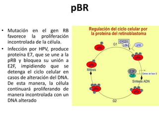 pBR
• Mutación en el gen RB
favorece la proliferación
incontrolada de la célula.
• Infección por HPV, produce
proteína E7, que se une a la
pRB y bloquea su unión a
E2F, impidiendo que se
detenga el ciclo celular en
casos de alteración del DNA.
De esta manera, la célula
continuará proliferando de
manera incontrolada con un
DNA alterado
 