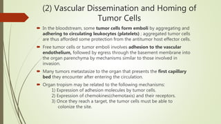 (2) Vascular Dissemination and Homing of
Tumor Cells
 In the bloodstream, some tumor cells form emboli by aggregating and
adhering to circulating leukocytes (platelets) ; aggregated tumor cells
are thus afforded some protection from the antitumor host effector cells.
 Free tumor cells or tumor emboli involves adhesion to the vascular
endothelium, followed by egress through the basement membrane into
the organ parenchyma by mechanisms similar to those involved in
invasion.
 Many tumors metastasize to the organ that presents the first capillary
bed they encounter after entering the circulation.
 Organ tropism may be related to the following mechanisms:
1) Expression of adhesion molecules by tumor cells.
2) Expression of chemokines(chemotaxis) and their receptors.
3) Once they reach a target, the tumor cells must be able to
colonize the site.
 