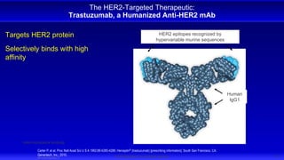 15
© 2013 Genentech, Inc. All rights reserved.
The HER2-Targeted Therapeutic:
Trastuzumab, a Humanized Anti-HER2 mAb
Targets HER2 protein
Selectively binds with high
affinity
HER2 epitopes recognized by
hypervariable murine sequences
Human
IgG1
Carter P, et al. Proc Natl Acad Sci U S A 1992;89:4285-4289. Herceptin® (trastuzumab) [prescribing information]. South San Francisco, CA:
Genentech, Inc.; 2010.
mAb=monoclonal antibody
M1.H.BC.Adv.Ow.17
 