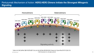 20
© 2013 Genentech, Inc. All rights reserved 20
Pertuzumab Mechanism of Action: HER2:HER3 Dimers Initiate the Strongest Mitogenic
Signaling
Tzahar, et al. Mol Cell Biol 1996;16:5276-5287. Citri, et al. Exp Cell Res 2003;284:54-65. Huang, et al. Cancer Res 2010;70:1204-1214.
Homodimers Heterodimers
HER1:HER1
HER2:HER2
HER3:HER3
HER4:HER4
HER1:HER2 HER1:HER3
HER1:HER4
HER2:HER4
HER3:HER4
Signaling activity
+ + +
+ + + + +
+ + + +
+ + + +
+
HER2:HER3
M1.P.BC.Adv.Ow.7
 