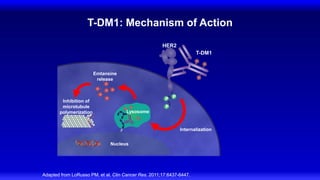 T-DM1: Mechanism of Action
Adapted from LoRusso PM, et al. Clin Cancer Res. 2011;17:6437-6447.
Emtansine
release
Inhibition of
microtubule
polymerization
Internalization
HER2
T-DM1
Lysosome
Nucleus
P
P
P
 