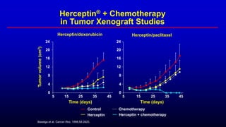 Baselga et al. Cancer Res. 1998;58:2825.
Herceptin/doxorubicin
Tumor
volume
(cm
3
)
Time (days)
5 15 25 35 45
4
0
8
12
16
20
24
Herceptin/paclitaxel
5 25 35 45
15
4
0
8
12
16
20
24
Time (days)
Control
Herceptin Herceptin + chemotherapy
Chemotherapy
Herceptin® + Chemotherapy
in Tumor Xenograft Studies
 