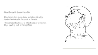 Blood Supply Of Cervical Neck Skin
Blood enters from above, below and either side with a
resultant watershed in the middle of the neck.
• Incisions can be planned to utilize this so as to maximize
blood supply to each of the neck flaps
 