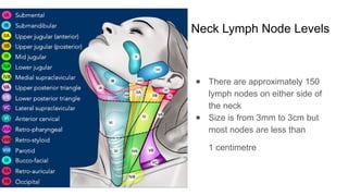 Neck Lymph Node Levels
● There are approximately 150
lymph nodes on either side of
the neck
● Size is from 3mm to 3cm but
most nodes are less than
1 centimetre
 