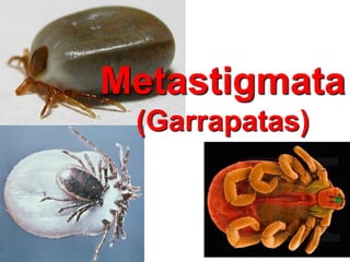 Metastigmata
(Garrapatas)
 