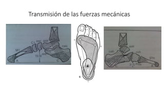 Humnt metatarsalgias HUMNT.pptx descripcion de patología | PPTX