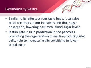 Gymnema sylvestre
• Similar to its effects on our taste buds, it can also
block receptors in our intestines and thus sugar
absorption, lowering post meal blood sugar levels
• It stimulate insulin production in the pancreas,
promoting the regeneration of insulin-producing islet
cells, help to increase insulin sensitivity to lower
blood sugar
 