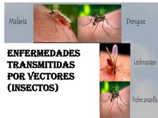 Enfermedades
Transmitidas
por vectores
(insectos)
 