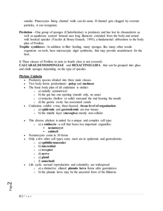 2 | P a g e
Page2
outside. Pinacocytes lining channel walls can do same. If channel gets clogged by oversize
particles, it can reorganize.
Predation - One group of sponges (Cladorhizidae) is predatory and has lost its choanoderm as
well as aquiferous system! Instead uses long filaments extended from the body and armed
with hooked spicules (Vacelet & Boury-Esnault, 1995), a fundamental abberation to the body
plan of Porifera.
Trophic symbioses - In addition to filter feeding, many sponges, like many other sessile
organisms on reefs, have microscopic algal symbionts, that may provide nourishment for the
host.
f) Three classes of Porifera to note (a fourth class is not covered):
CALCARAE,DEMOSPONGIAE and HEXACTINELLIDA that can be grouped into glass
and chalk sponges depending on the type of spicules.
Phylum Cnidaria
 Predatory species divided into three main classes
 Two body forms predominate: polyp and medusae
 The basic body plan of all cnidarians is similar:
o a) radially symmetrical
o b) the gut has one opening (mouth only, no anus)
o c) tentacles (hollow or solid) surround the end bearing the mouth
o d) the gastric cavity has associated canals
 Cnidarians exhibit a true, three-layered, tissue level of organization
o a) epidermis and gastrodermis are true tissues
o b) the middle layer (mesoglea) mostly non-cellular
 This diverse phylum is united by a unique and complex cell type:
o a) a cnidocyte -a cell that bears two important organelles:
 nematocyst
 cnidocil
 Nematocysts come in 30 forms
 Only a few other cell types exist; most are in epidermis and gastrodermis:
o a) epithilio-muscular
o b) interstitial
o c) receptor
o d) nerve
o e) gland
o f) amoeboid
 Life cycle: asexual reproduction and coloniality are widespread
o a) a distinctive ciliated planula larva forms after gastrulation
o b) the planula larva may be the ancestral form of the Bilateria
 