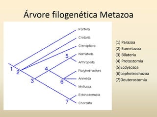 Árvore filogenética Metazoa
(1) Parazoa
(2) Eumetazoa
(3) Bilateria
(4) Protostomia
(5)Ecdysozoa
(6)Lophotrochozoa
(7)Deuterostomia
 