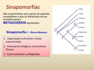 Sinapomorfias
1. Organização multicelular, células
especializadas;
2. Presença de Colágeno, uma proteína
fibrosa;
3. Espermatozóides uniflagelados.
São características que o grupo de espécies
compartilham e que as diferenciam de seu
ancestral comum.
METAZOÁRIOS apresentam:
Sinapomorfia 1 - Reino Metazoa
 