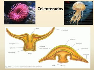 Celenterados
 