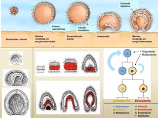 Multicelular colonial
Blástea
mostrada em
secção transversal
Especialização
celular
invaginação Gástrea
mostrada em
secção transversal
Células
reprodutivas
Células
somáticas
Cavidade
digestiva
Endoderme Ectoderme
1- Reprodução
2- Nutrição
3- Metabolismo
4- Proteção
5- Sensibilidade
6- Sustentação
7- Mobilidade
• Totipotente
• Multipotente
 