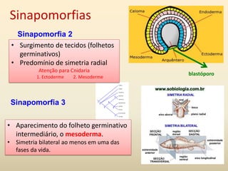 Sinapomorfias
Sinapomorfia 2
• Aparecimento do folheto germinativo
intermediário, o mesoderma.
• Simetria bilateral ao menos em uma das
fases da vida.
Sinapomorfia 3
blastóporo
• Surgimento de tecidos (folhetos
germinativos)
• Predomínio de simetria radial
Atenção para Cnidaria
1. Ectoderme 2. Mesoderme
 
