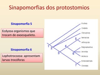 Sinapomorfias dos protostomios
Lophotrocozoa: apresentam
larvas trocóforas
Sinapomorfia 6
Ecdyzoa organismos que
trocam de exoesqueleto.
Sinapomorfia 5
 