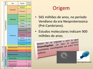 Origem
• 565 milhões de anos, no período
Vendiano da era Neoproterozoica
(Pré-Cambriano).
• Estudos moleculares indicam 900
milhões de anos.
Monosiga Brevicollis
 