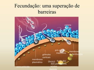Fecundação: uma superação de
barreiras
núcleo
espermatozóide
acrossomo
corona
radiata
zona pelúcida
membrana
plasmática
grânulos
corticais
pró-núcleo
masculino
fusão dos
dois pró-núcleos
núcleo
diplóide
ÓVULO
membrana
de fertilização
 
