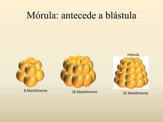 Mórula: antecede a blástula
8 blastômeros
mórula
32 blastômeros16 blastômeros
 