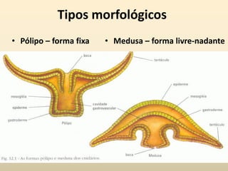 Tipos morfológicos
• Pólipo – forma fixa • Medusa – forma livre-nadante
 