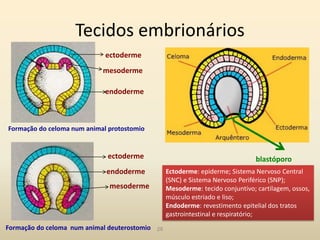 Tecidos embrionários
28
blastóporo
Formação do celoma num animal protostomio
Formação do celoma num animal deuterostomio
ectoderme
mesoderme
endoderme
ectoderme
mesoderme
endoderme Ectoderme: epiderme; Sistema Nervoso Central
(SNC) e Sistema Nervoso Periférico (SNP);
Mesoderme: tecido conjuntivo; cartilagem, ossos,
músculo estriado e liso;
Endoderme: revestimento epitelial dos tratos
gastrointestinal e respiratório;
 