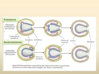 Protostomia
Deuterostostomia
 