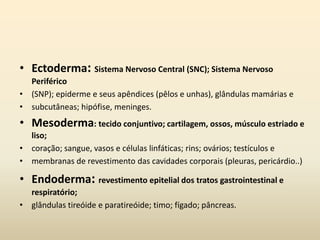 • Ectoderma: Sistema Nervoso Central (SNC); Sistema Nervoso
Periférico
• (SNP); epiderme e seus apêndices (pêlos e unhas), glândulas mamárias e
• subcutâneas; hipófise, meninges.
• Mesoderma: tecido conjuntivo; cartilagem, ossos, músculo estriado e
liso;
• coração; sangue, vasos e células linfáticas; rins; ovários; testículos e
• membranas de revestimento das cavidades corporais (pleuras, pericárdio..)
• Endoderma: revestimento epitelial dos tratos gastrointestinal e
respiratório;
• glândulas tireóide e paratireóide; timo; fígado; pâncreas.
 
