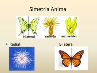 Simetria Animal
• Radial Bilateral
 
