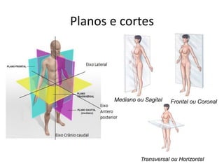 Planos e cortes
Mediano ou Sagital Frontal ou Coronal
Transversal ou Horizontal
 