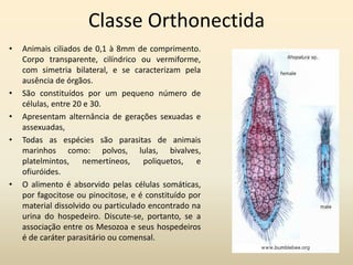 Classe Orthonectida
• Animais ciliados de 0,1 à 8mm de comprimento.
Corpo transparente, cilíndrico ou vermiforme,
com simetria bilateral, e se caracterizam pela
ausência de órgãos.
• São constituídos por um pequeno número de
células, entre 20 e 30.
• Apresentam alternância de gerações sexuadas e
assexuadas,
• Todas as espécies são parasitas de animais
marinhos como: polvos, lulas, bivalves,
platelmintos, nemertíneos, poliquetos, e
ofiuróides.
• O alimento é absorvido pelas células somáticas,
por fagocitose ou pinocitose, e é constituído por
material dissolvido ou particulado encontrado na
urina do hospedeiro. Discute-se, portanto, se a
associação entre os Mesozoa e seus hospedeiros
é de caráter parasitário ou comensal.
 