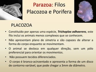 Parazoa: Filos
Placozoa e Porifera
• Constituído por apenas uma espécie, Trichoplax adhaerens, este
filo inclui os animais menos complexos que se conhecem.
• Não apresentam plano de simetria e são capazes de alterar a
forma do corpo enquanto se movimentam.
• O animal se desloca em qualquer direção, sem um pólo
preferencial para orientar os movimentos.
• Não possuem tecidos diferenciados.
• O corpo é branco-acinzentado e apresenta a forma de um disco
de contorno variável, que pode chegar a 3mm de diâmetro.
PLACOZOA
 