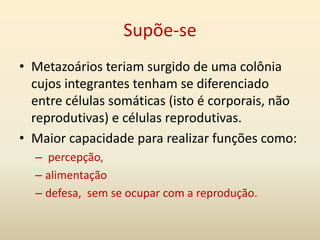 Supõe-se
• Metazoários teriam surgido de uma colônia
cujos integrantes tenham se diferenciado
entre células somáticas (isto é corporais, não
reprodutivas) e células reprodutivas.
• Maior capacidade para realizar funções como:
– percepção,
– alimentação
– defesa, sem se ocupar com a reprodução.
 