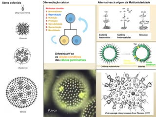 Colônia multicelular Blástea
Células
reprodutivas Célula
somáticas
Volvox
Diferenciam-se
as células somáticas
das células germinativas
Atributos da vida:
1- Metabolismo
2- Reprodução
3- Nutrição
4- Proteção
5- Sensibilidade
6- Sustentação
7- Mobilidade
Seres coloniais
Colônia
heterocelular
Colônia
Issocelular
Sincício
Alternativas à origem da MulticelularidadeDiferenciação celular
 