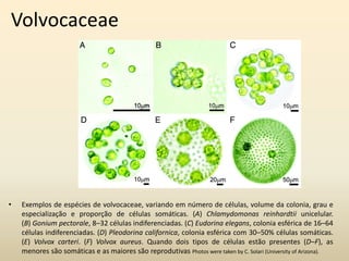 Volvocaceae
• Exemplos de espécies de volvocaceae, variando em número de células, volume da colonia, grau e
especialização e proporção de células somáticas. (A) Chlamydomonas reinhardtii unicelular.
(B) Gonium pectorale, 8–32 células indiferenciadas. (C) Eudorina elegans, colonia esférica de 16–64
células indiferenciadas. (D) Pleodorina californica, colonia esférica com 30–50% células somáticas.
(E) Volvox carteri. (F) Volvox aureus. Quando dois tipos de células estão presentes (D–F), as
menores são somáticas e as maiores são reprodutivas Photos were taken by C. Solari (University of Arizona).
 