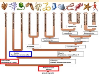 Multicelularidade
Metazoa
Eumetazoa
Camadas germinativas e Tecidos
Sem Camadas
germinativas ou Tecidos
Radiata
Diploblastos e simetria radial
Bilateria
Triploblastos e simetria bilateral
Acelomata
Celomata
Cavidades corporais
Pseudocelomata
Protostômios Deuterostômios
Segmentação Segmentação
 