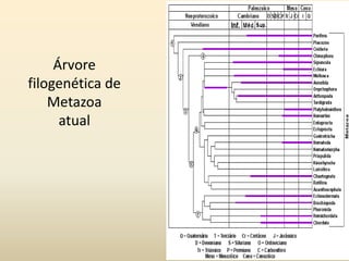 Árvore
filogenética de
Metazoa
atual
 