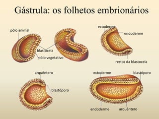 Protostomia
Deuterostostomia
 