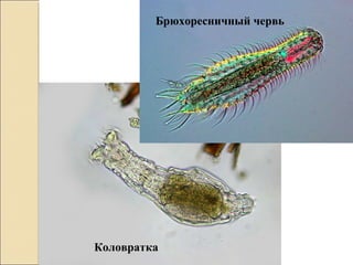 Коловратка
Брюхоресничный червь
 